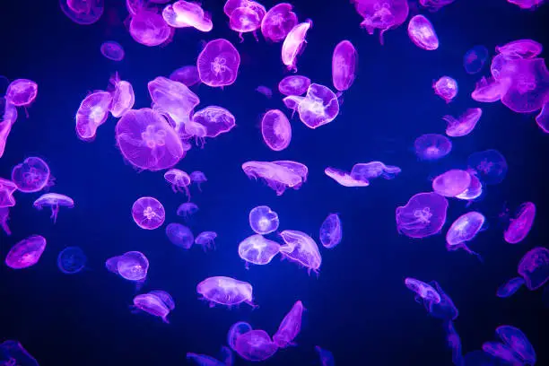 Aurelia aurita common  jellyfish colony in dark water with glowing purple light as dark underwater background