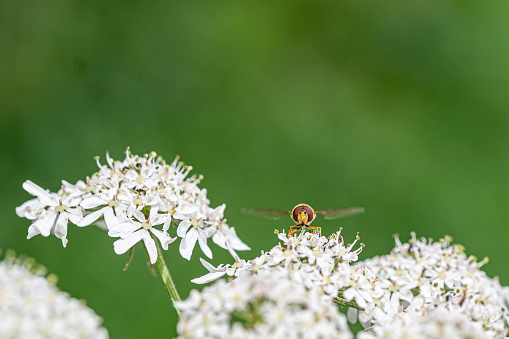 Hoverfly collecting pollen cow parsley, anthriscus sylvestris