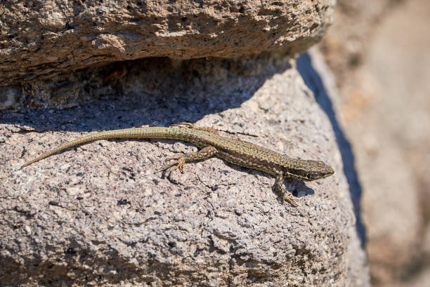 istock Common wall lizard sunbathing on a rock in the morning 1327700646