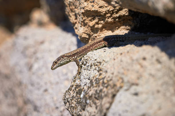istock Common wall lizard sunbathing on a rock in the morning 1327700652