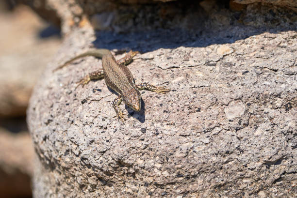 istock Common wall lizard sunbathing on a rock in the morning 1327700655