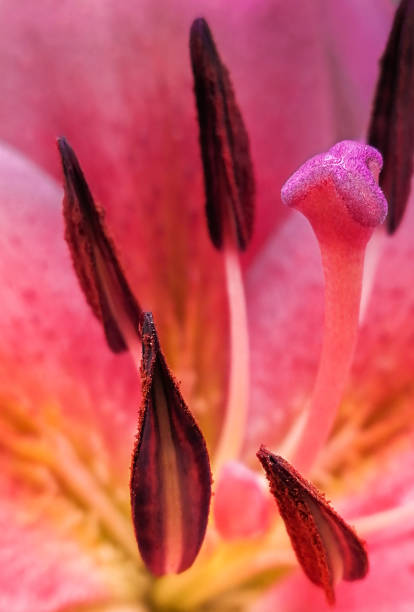 istock Macro pink flower lily 1327702213