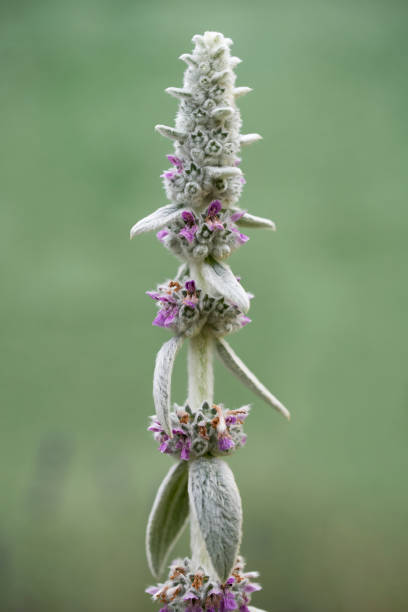 istock Beautiful plant Silver carpet known as lamb's ears 1327703261