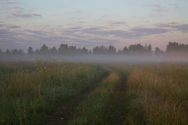 Beautiful summer landscape - a country road in a field and trees against the background of the dawn morning sky