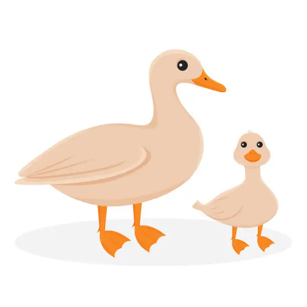 Vector illustration of Isolated illustration of a duck with a duckling. Farm birds on a white background in cartoon style