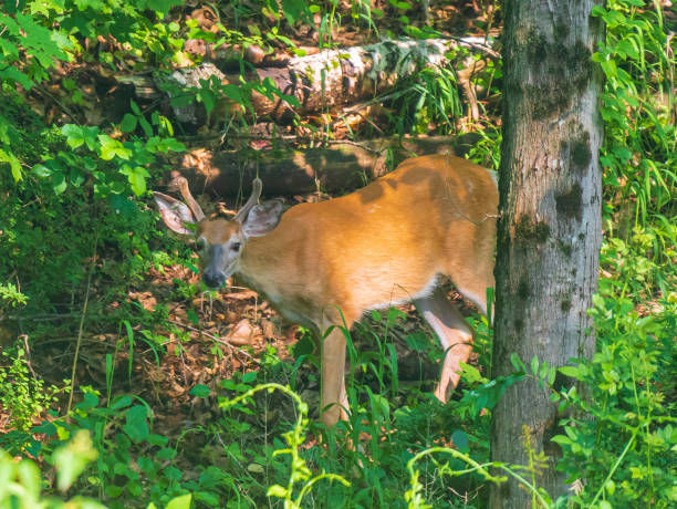 istock White-tailed deer stag in the woods 1327705587
