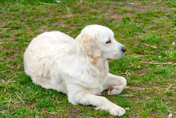 istock white retriever dog lying down in the grass 1327706697