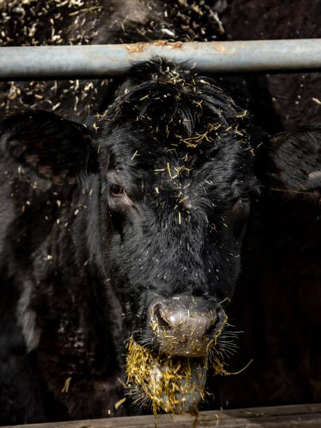 istock Milk Cow With Silage Falling From Mouth. 1327707040