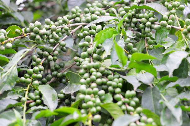 Arabica coffee growing on rich volcanic soil found in the highlands of Kenya stock photo