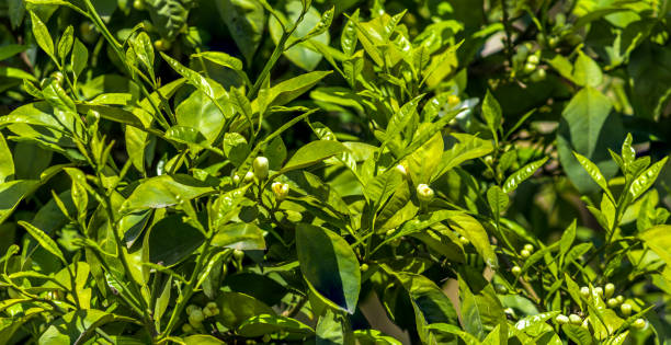 amaro, siviglia, aspro, bigarade arancione o marmellata fiore d'arancio sul albero - spring bud horizontal color image foto e immagini stock