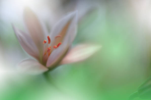 Nature,Flower,Wildflower,Floral,Green
