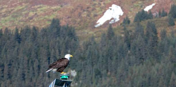 istock Bald Eagle brightly lit perching while in the Kenai Peninsula in Seward Alaska USA 1327710855