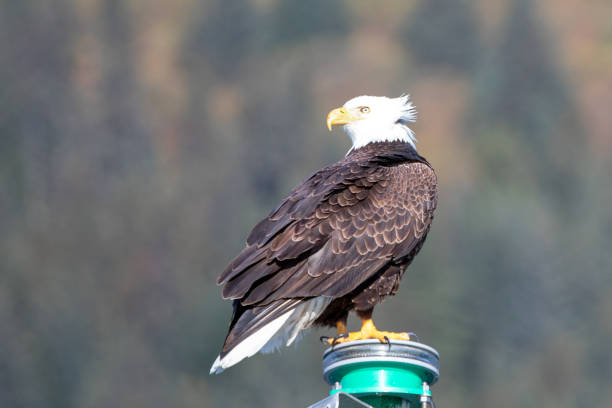 istock Bald Eagle brightly lit perching while in the Kenai Peninsula in Seward Alaska USA 1327710858