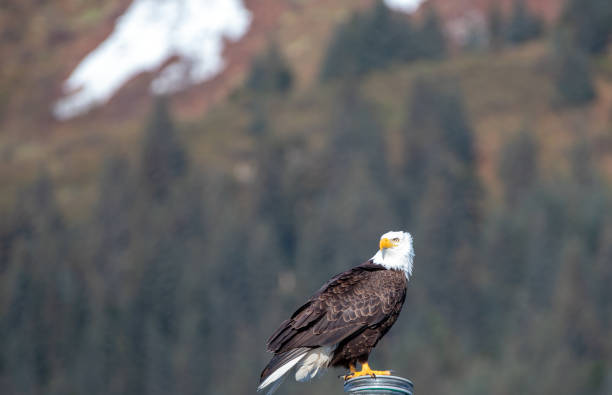 istock Bald Eagle brightly lit perching while in the Kenai Peninsula in Seward Alaska USA 1327710867