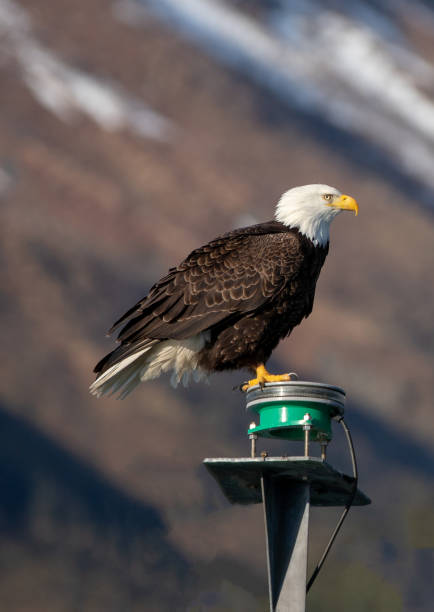 istock Bald Eagle brightly lit perching while in the Kenai Peninsula in Seward Alaska USA 1327710873