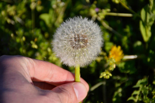 istock white fluffy dandelion in a man's hand 1327710907
