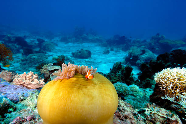 A picture of a beautiful anemone and it's Clown fish