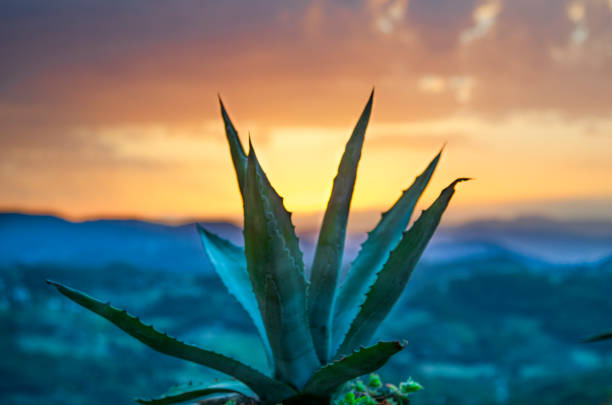 Typical landscape of central Mexico, with magueys, cacti used for the extraction of pulque.