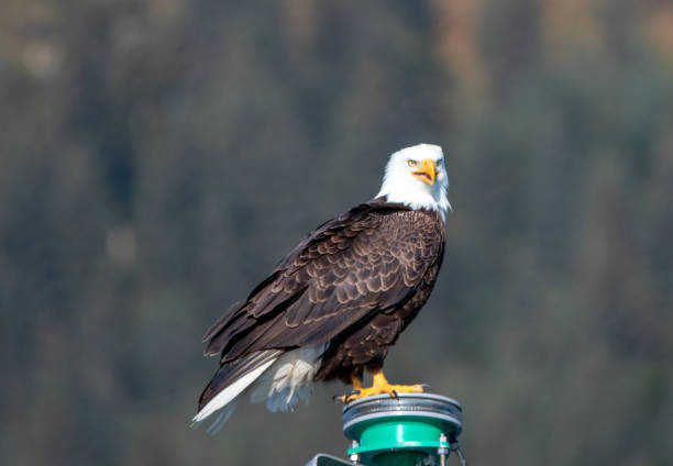 istock Screaming Bald Eagle brightly lit perching while in the Kenai Peninsula in Seward Alaska USA 1327712656
