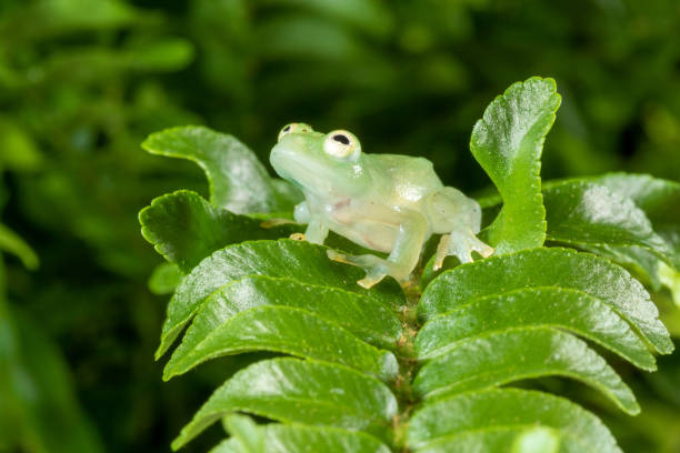 Glass Frog Hyalinobatrachium ruedai from Central America glass frog stock pictures, royalty-free photos & images