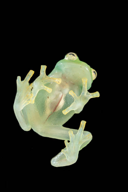 Glass Frog Hyalinobatrachium ruedai from Central America glass frog stock pictures, royalty-free photos & images