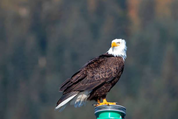 istock Bald Eagle brightly lit perching while in the Kenai Peninsula in Seward Alaska USA 1327712891