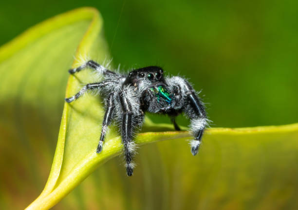 Regal Jumping Spider Male Phidippus Regius jumping spider photos stock pictures, royalty-free photos & images
