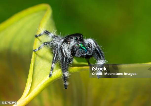 Regal Jumping Spider Stock Photo - Download Image Now - Jumping Spider, Animal Hair, Spider