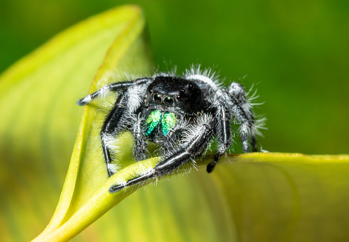 Male Phidippus Regius