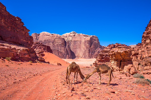 Wadi Rum, Jordan. Famous Red Sand dunes in Arabia Desert, travel background of Asia.