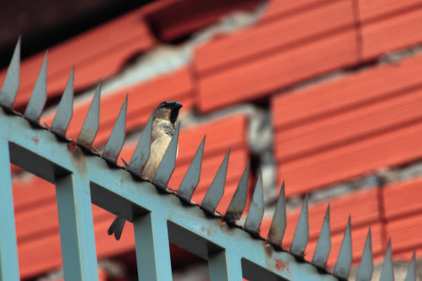 house sparrow perched on top of a sharp-pointed railing, with a blurred red brick wall in the background  - POA, SAO PAULO, BRAZIL.