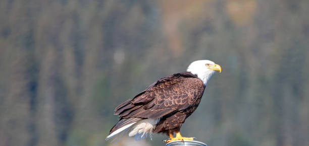 istock Bald Eagle brightly lit perching while in the Kenai Peninsula in Seward Alaska USA 1327717030