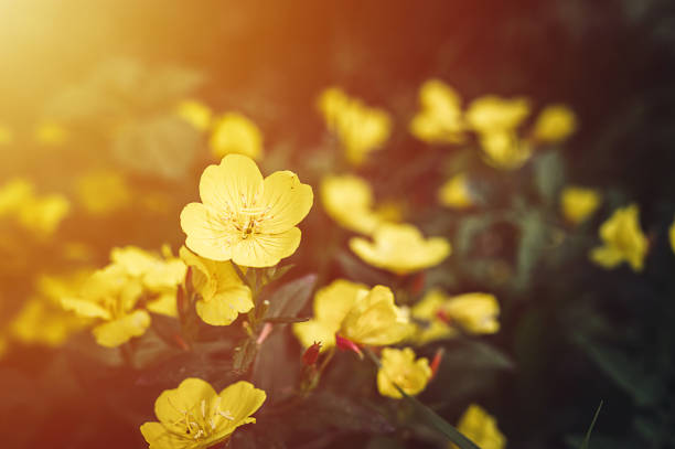 oenothera biennis or donkey or evening primrose yellow flower bush in full bloom on a background of green leaves and grass in the floral garden on a summer day. flare - primrose imagens e fotografias de stock