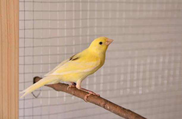 istock Yellow canary standing on branch in cage 1327717821