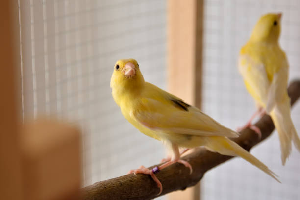 istock Canary birds in cage on wooden branches 1327717827