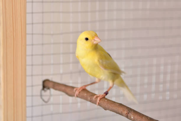 istock Portrait of yellow canary in cage 1327717830