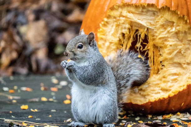 istock Hungry Squirrel Eating Pumpkin Seeds 1327717894