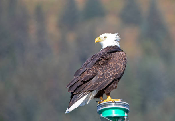 istock Windblown Bald Eagle perching while in the Kenai Peninsula in Seward Alaska USA 1327719233