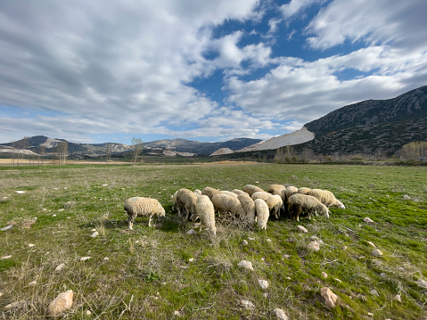 A little sheep herd is out at grass on a large plain. Burdur, Turkey.