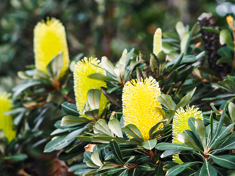 Horizontal closeup photo of a yellow flowering Banksia growing at Byron Bay on the East coast of Australia
