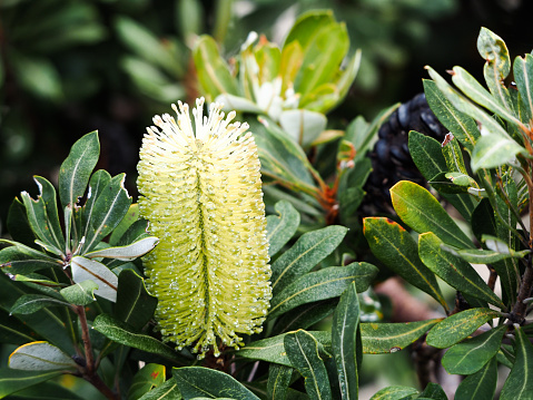 Closeup photo of leaves and a single flower growing at Byron Bay on a Banksia tree on the East coast of Australia. Nectar from the Banksia flower was an Indigenous Australian bush food.
