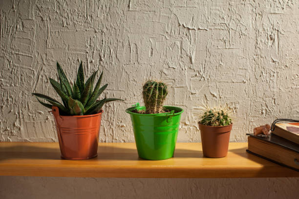 istock Small cactus and succulent plants on a bookshelf. Copy space. 1327725306