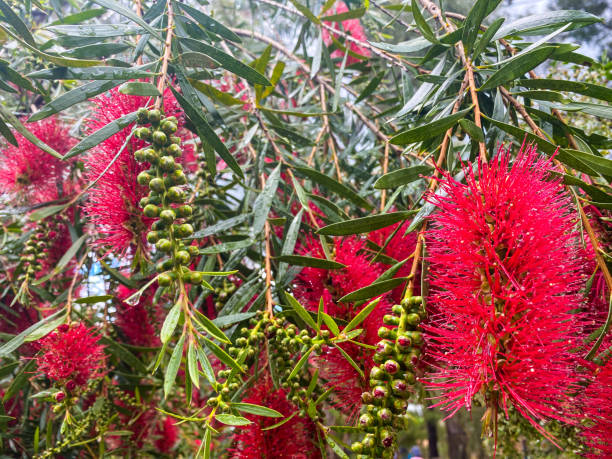 istock Red Flowering Banksia 1327725336