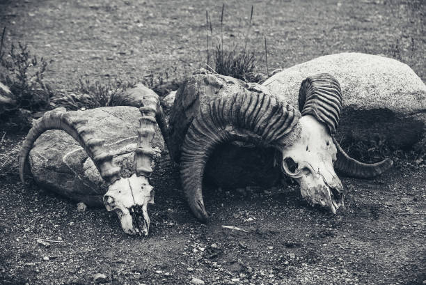 natura morta con due teschi di mucca con grandi corna da vicino. sfondo con teschi di mucche in stile vintage. primo-up di scheletri di animali nel deserto. raccolta di ossa animali. decorazione con due teschi. - white bison foto e immagini stock