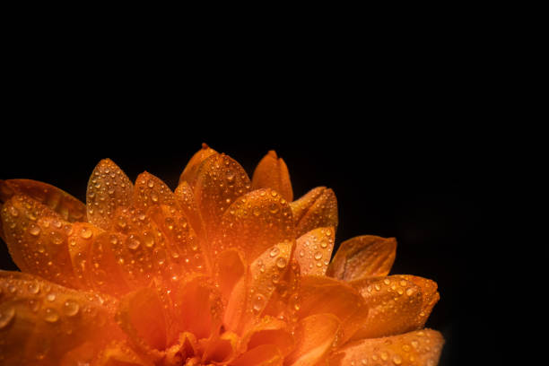 An extremely close-up view at beautiful petals of a orange flower shot in studio. Raindrops visible.