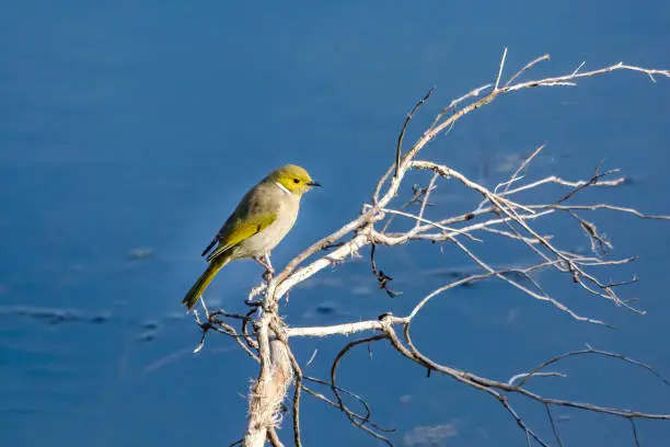 Tiny white plumed honeyeater perched on a branch above a lake