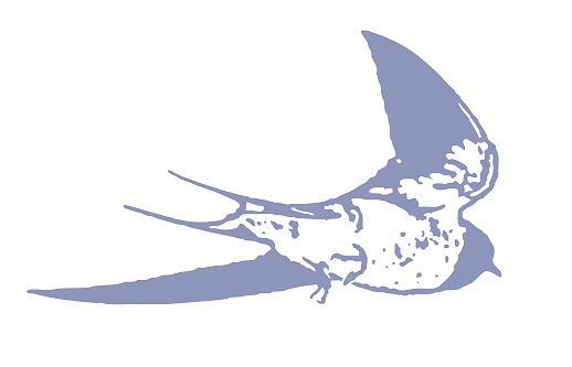 Vector illustration of a Barn swallow in flight