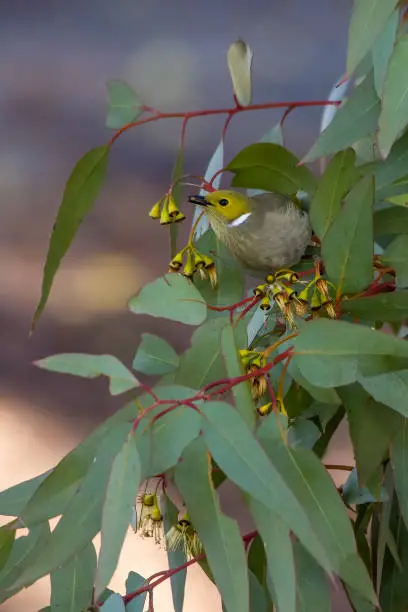 Tiny white plumed honeyeater perched on a branch