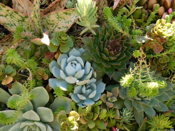 istock Garden of Succulents 1327731824