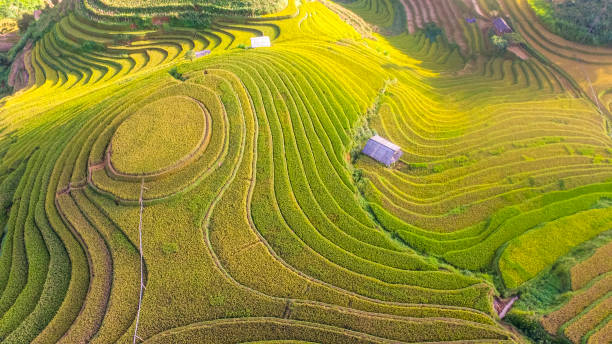 nice rice terrace in mu cang chai northern vietnam - nobody aerial view landscape rural scene imagens e fotografias de stock